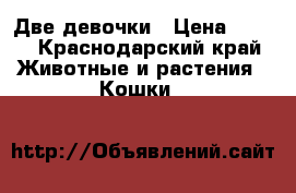 Две девочки › Цена ­ 400 - Краснодарский край Животные и растения » Кошки   